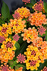 Bandana Orange Lantana (Lantana camara 'Bandana Orange') at Bayport Flower Houses