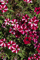 Littletunia Bicolor Illusion Petunia (Petunia 'Littletunia Bicolor Illusion') at Bayport Flower Houses