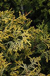Kamaeni Hiba Hinoki Falsecypress (Chamaecyparis obtusa 'Kamaeni Hiba') at Bayport Flower Houses