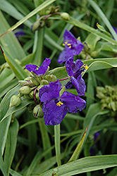 Zwanenburg Blue Spiderwort (Tradescantia x andersoniana 'Zwanenburg Blue') at Bayport Flower Houses