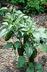 Jalapeno Pepper (Capsicum annuum 'Jalapeno') at Bayport Flower Houses