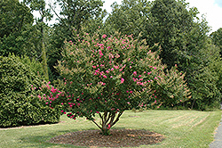 Tonto Crapemyrtle (Lagerstroemia 'Tonto') at Bayport Flower Houses