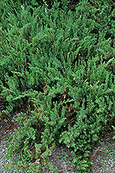 Shore Juniper (Juniperus conferta) at Bayport Flower Houses