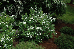Tor Spirea (Spiraea betulifolia 'Tor') at Bayport Flower Houses