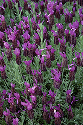 Anouk Supreme Spanish Lavender (Lavandula stoechas 'Anouk Supreme') at Bayport Flower Houses