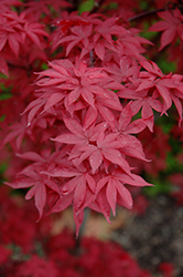 Twombly's Red Sentinel Japanese Maple (Acer palmatum 'Twombly's Red Sentinel') at Bayport Flower Houses
