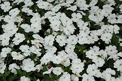 SunPatiens Compact White Impatiens (Impatiens 'SakimP027') at Bayport Flower Houses