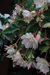 I'Conia Miss Montreal Begonia (Begonia 'I'Conia Miss Montreal') at Bayport Flower Houses