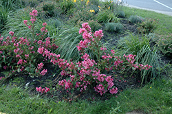 Sonic Bloom Pink Reblooming Weigela (Weigela florida 'Bokrasopin') at Bayport Flower Houses