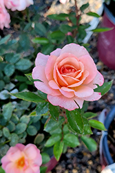 Calypso Rose (Rosa 'BAIypso') at Bayport Flower Houses