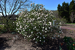 Cayuga Viburnum (Viburnum x carlcephalum 'Cayuga') at Bayport Flower Houses