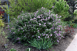 Bloomerang Lilac (Syringa 'Penda') at Bayport Flower Houses