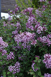Bloomerang Lilac (Syringa 'Penda') at Bayport Flower Houses