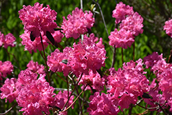 Landmark Rhododendron (Rhododendron 'Landmark') at Bayport Flower Houses