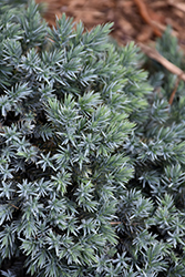 Blue Star Juniper (Juniperus squamata 'Blue Star') at Bayport Flower Houses