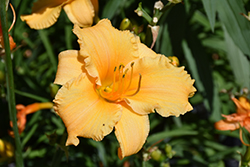 Happy Ever Appster Apricot Sparkles Daylily (Hemerocallis 'Apricot Sparkles') at Bayport Flower Houses
