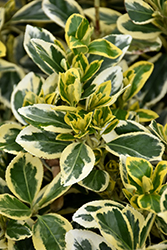 Chollipo Euonymus (Euonymus japonicus 'Chollipo') at Bayport Flower Houses