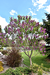 Sensation Lilac (Syringa vulgaris 'Sensation') at Bayport Flower Houses