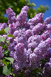Common Lilac (Syringa vulgaris) at Bayport Flower Houses