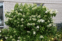 Great Star Hydrangea (Hydrangea paniculata 'Le Vasterival') at Bayport Flower Houses