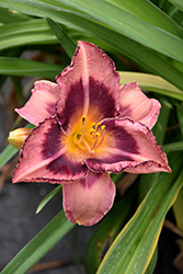 Happy Ever Appster Just Plum Happy Daylily (Hemerocallis 'Just Plum Happy') at Bayport Flower Houses