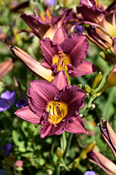 Purple de Oro Daylily (Hemerocallis 'Purple de Oro') at Bayport Flower Houses