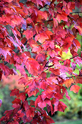 Red Maple (Acer rubrum) at Bayport Flower Houses