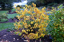 Spicebush (Lindera benzoin) at Bayport Flower Houses