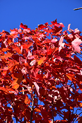 October Glory Red Maple (Acer rubrum 'October Glory') at Bayport Flower Houses