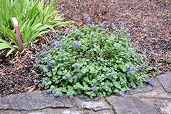 Early Bird Catmint (Nepeta 'Early Bird') at Bayport Flower Houses