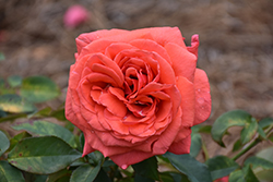 Fragrant Cloud Rose (Rosa 'Fragrant Cloud') at Bayport Flower Houses
