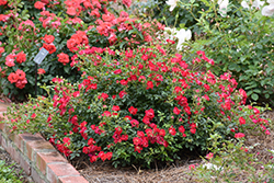 Red Drift Rose (Rosa 'Meigalpio') at Bayport Flower Houses