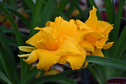 Condilla Daylily (Hemerocallis 'Condilla') at Bayport Flower Houses