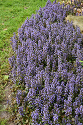 Caitlin's Giant Bugleweed (Ajuga reptans 'Caitlin's Giant') at Bayport Flower Houses