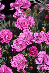 EverLast Orchid Pinks (Dianthus 'EverLast Orchid') at Bayport Flower Houses