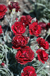 Pretty Poppers Electric Red Pinks (Dianthus 'Electric Red') at Bayport Flower Houses