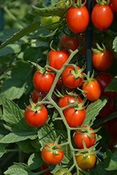 Grape Tomato (Generic) (Solanum lycopersicum 'Grape') at Bayport Flower Houses