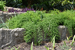 Sprengeri Asparagus Fern (Asparagus densiflorus 'Sprengeri') at Bayport Flower Houses