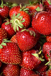 Delizz Strawberry (Fragaria 'Delizz') at Bayport Flower Houses