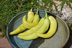 Sweet Banana Pepper (Capsicum annuum 'Sweet Banana') at Bayport Flower Houses
