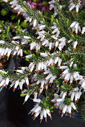 Springwood White Heath (Erica carnea 'Springwood White') at Bayport Flower Houses
