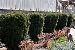 Hicks Yew (Taxus x media 'Hicksii') at Bayport Flower Houses