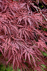 Red Dragon Japanese Maple (Acer palmatum 'Red Dragon') at Bayport Flower Houses