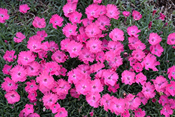 Vivid Bright Light Pinks (Dianthus 'Uribest52') at Bayport Flower Houses