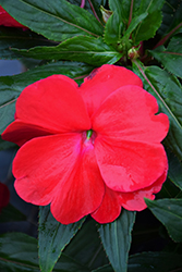 Sonic Red New Guinea Impatiens (Impatiens 'Sonic Red') at Bayport Flower Houses