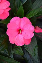 Sonic Pink New Guinea Impatiens (Impatiens 'Sonic Pink') at Bayport Flower Houses