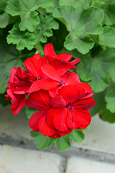 Calliope Large Dark Red Geranium (Pelargonium 'Calliope Large Dark Red') at Bayport Flower Houses