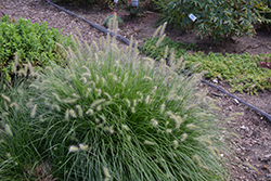 Little Bunny Dwarf Fountain Grass (Pennisetum alopecuroides 'Little Bunny') at Bayport Flower Houses