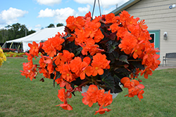 I'Conia Portofino Hot Orange Begonia (Begonia 'I'Conia Portofino Hot Orange') at Bayport Flower Houses