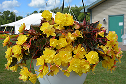 I'Conia Portofino Yellow Begonia (Begonia 'I'Conia Portofino Yellow') at Bayport Flower Houses